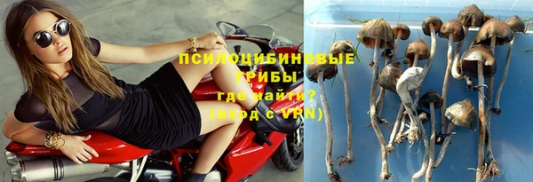 ПСИЛОЦИБИНОВЫЕ ГРИБЫ Горно-Алтайск